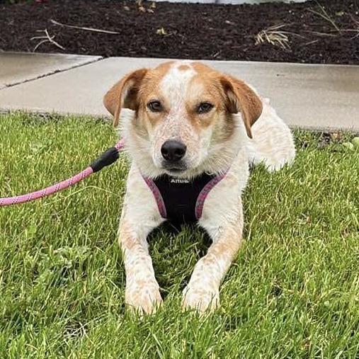 Sadie, a Adoptable Cattle Dog in Ada, MN image 2/3