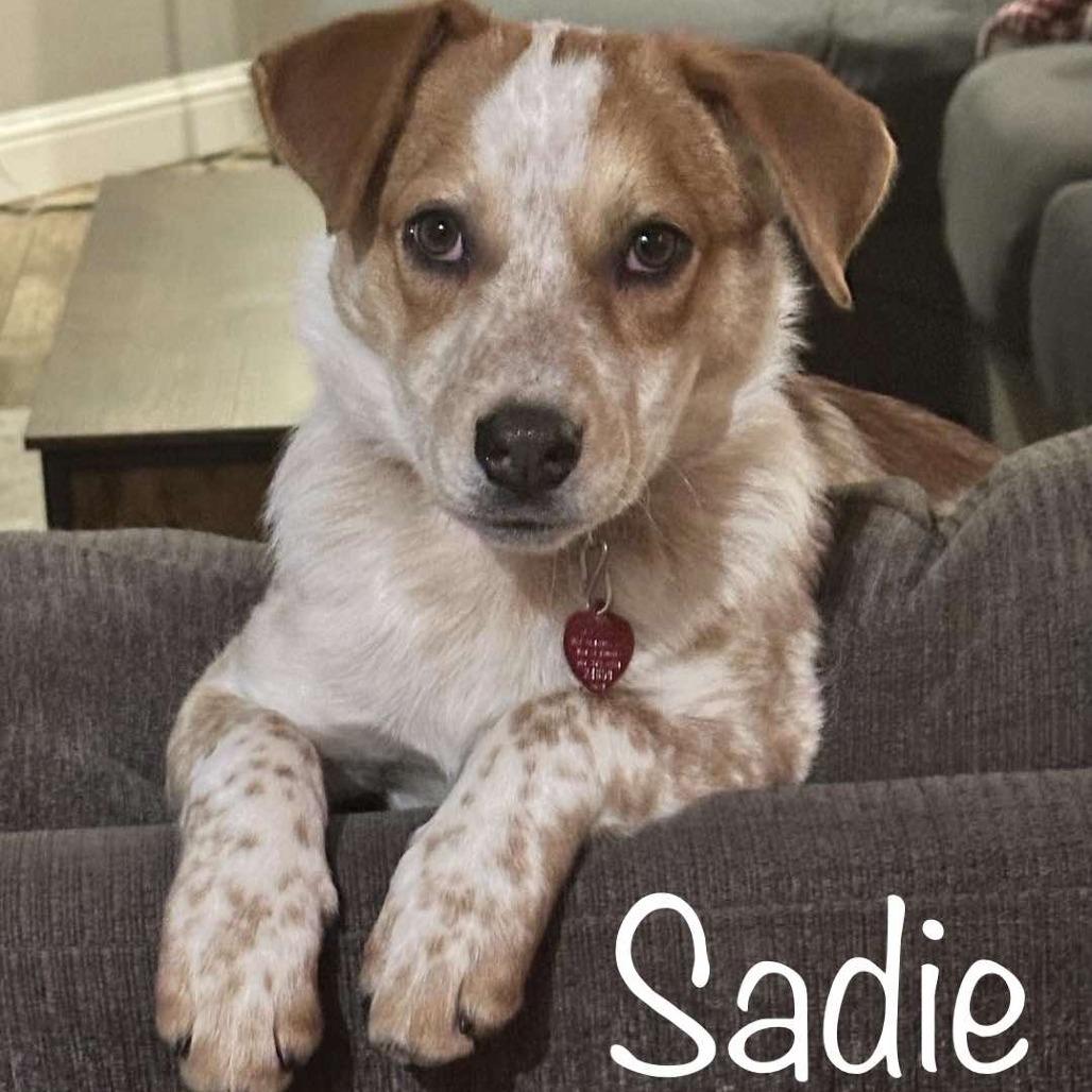 Sadie, a Adoptable Cattle Dog in Ada, MN image 3/3