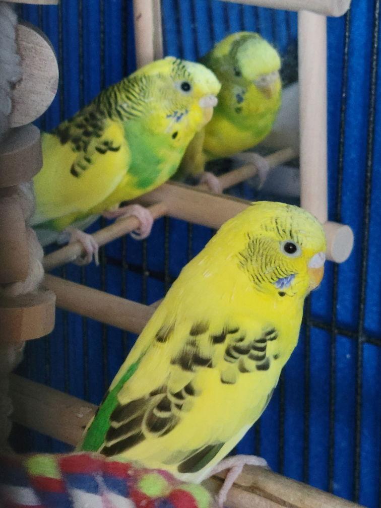Daisy and Cleo, a Adoptable Parakeet (Other) in hinckley, IL image 1/3