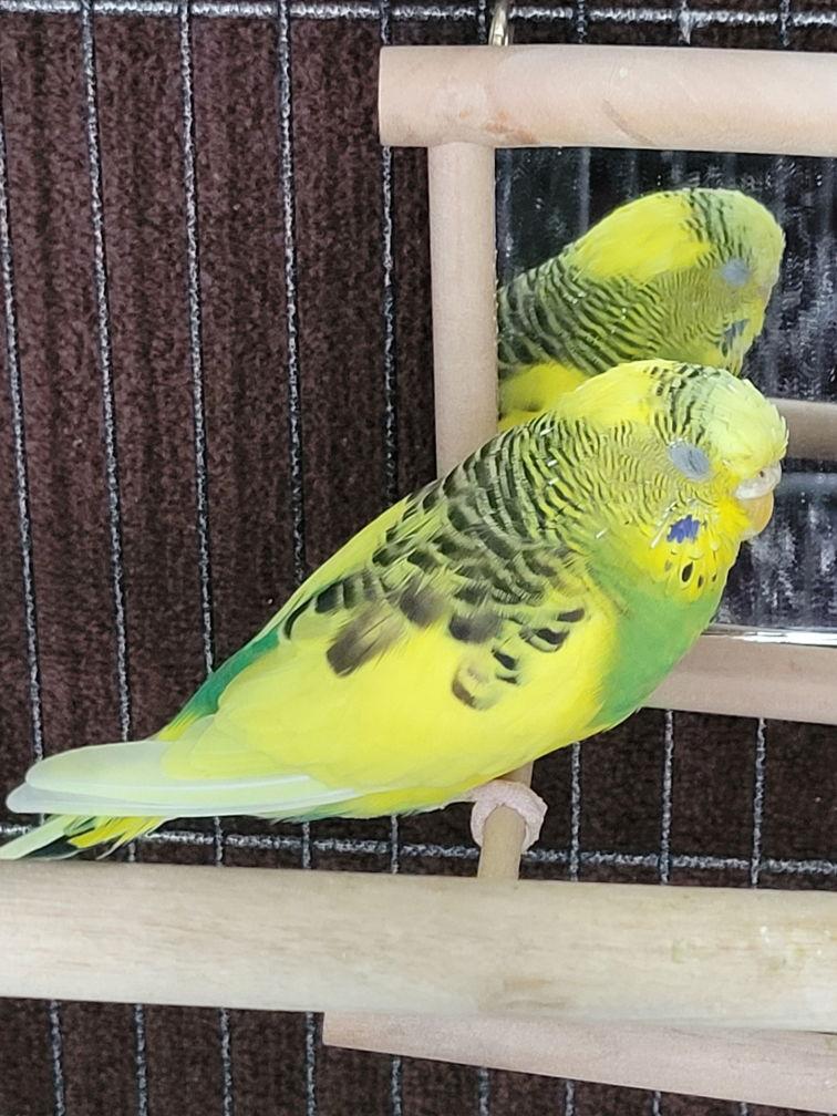 Daisy and Cleo, a Adoptable Parakeet (Other) in hinckley, IL image 2/3