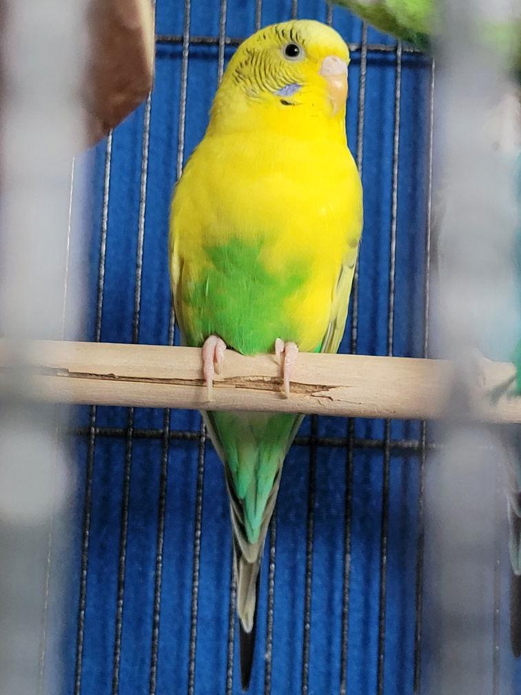 Daisy and Cleo, a Adoptable Parakeet (Other) in hinckley, IL image 3/3