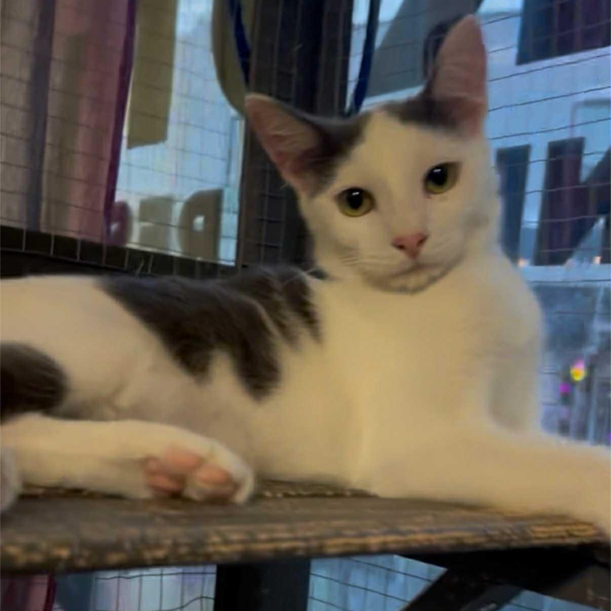 Zyn, Adoptable, Young Male Domestic Short Hair.