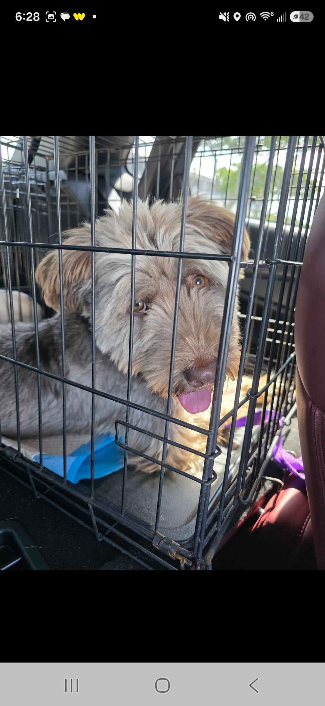 Odie, ADOPTABLE, Young Male Labradoodle.