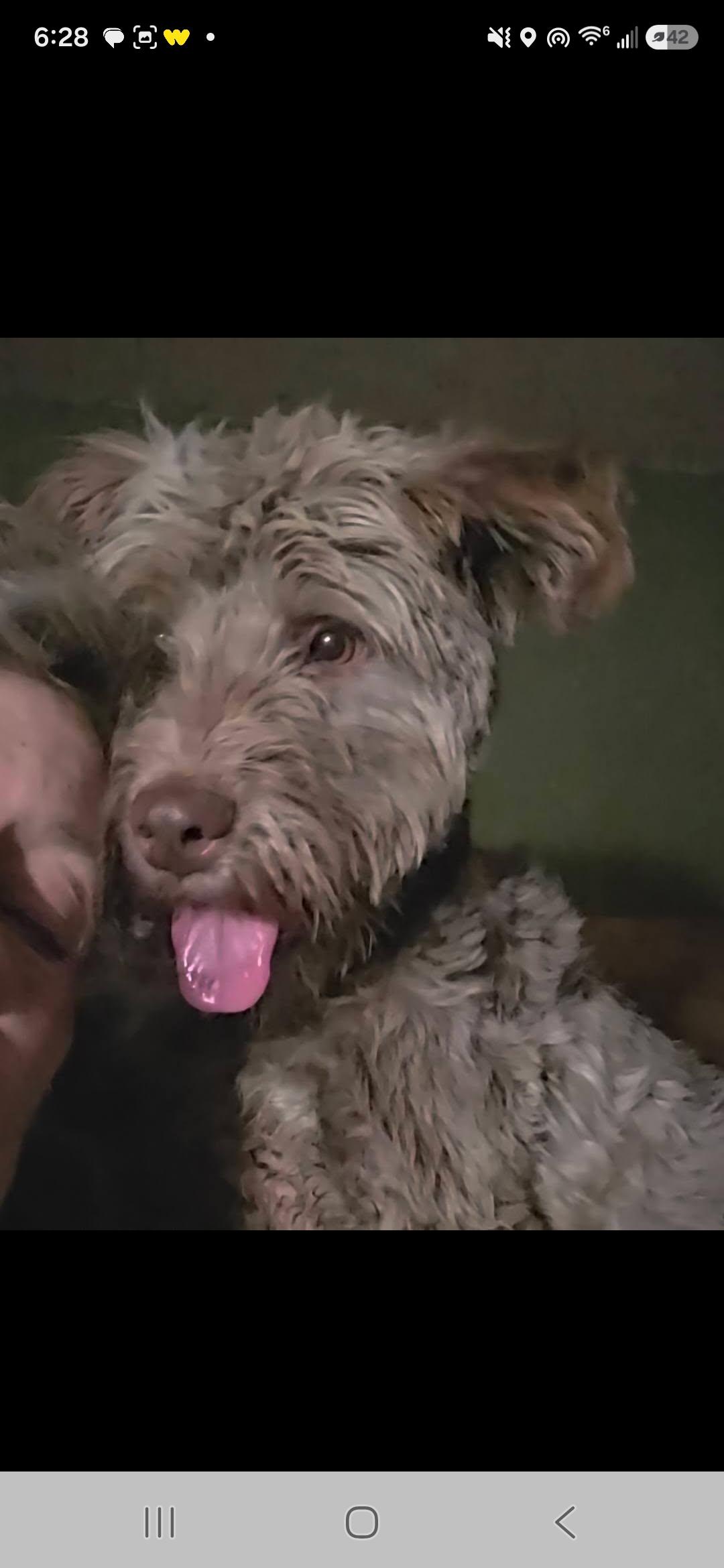 Odie, a ADOPTABLE Labradoodle in Miami, FL image 2/2