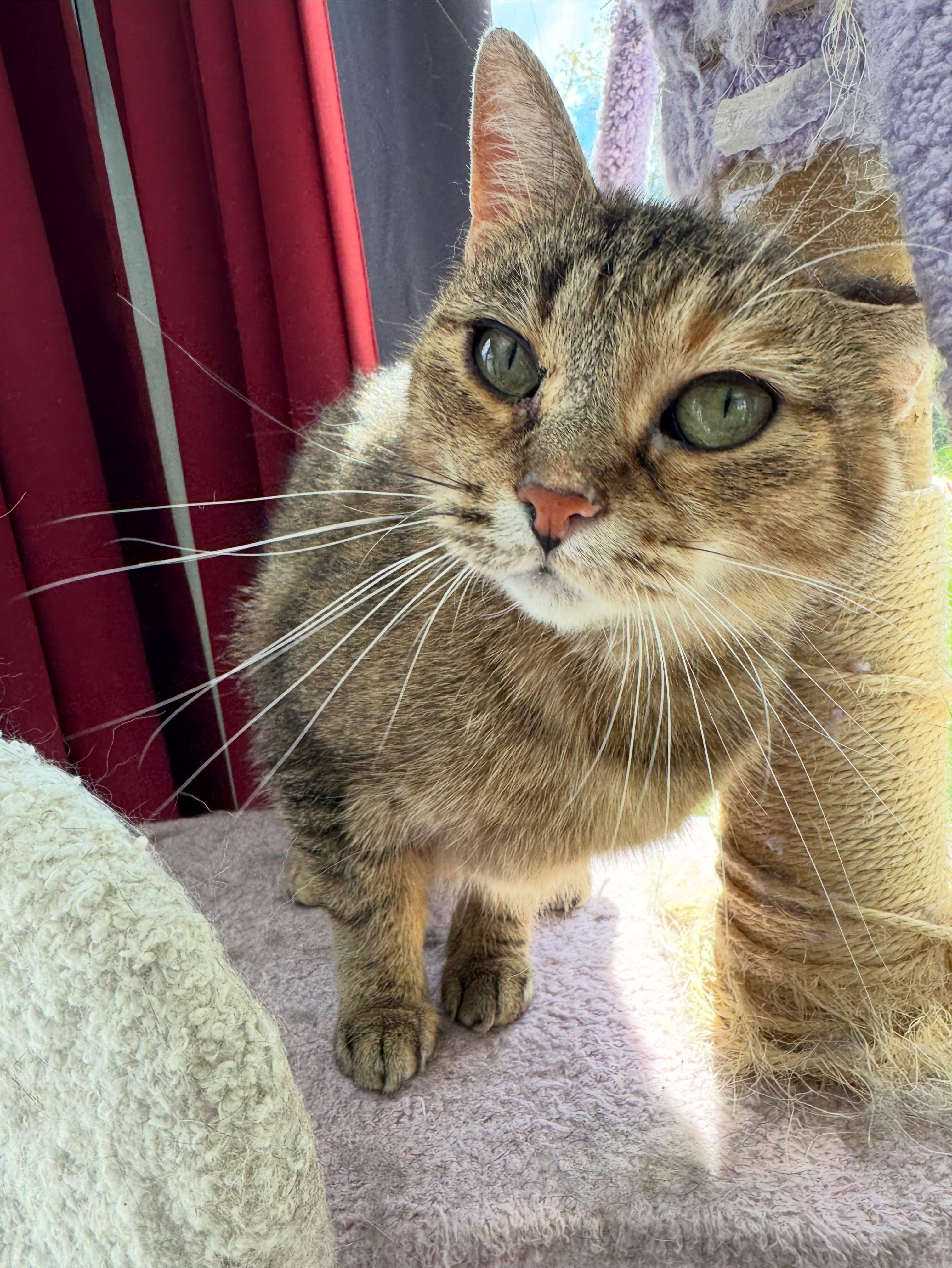 Lucy, Adoptable, Adult Female Domestic Short Hair.