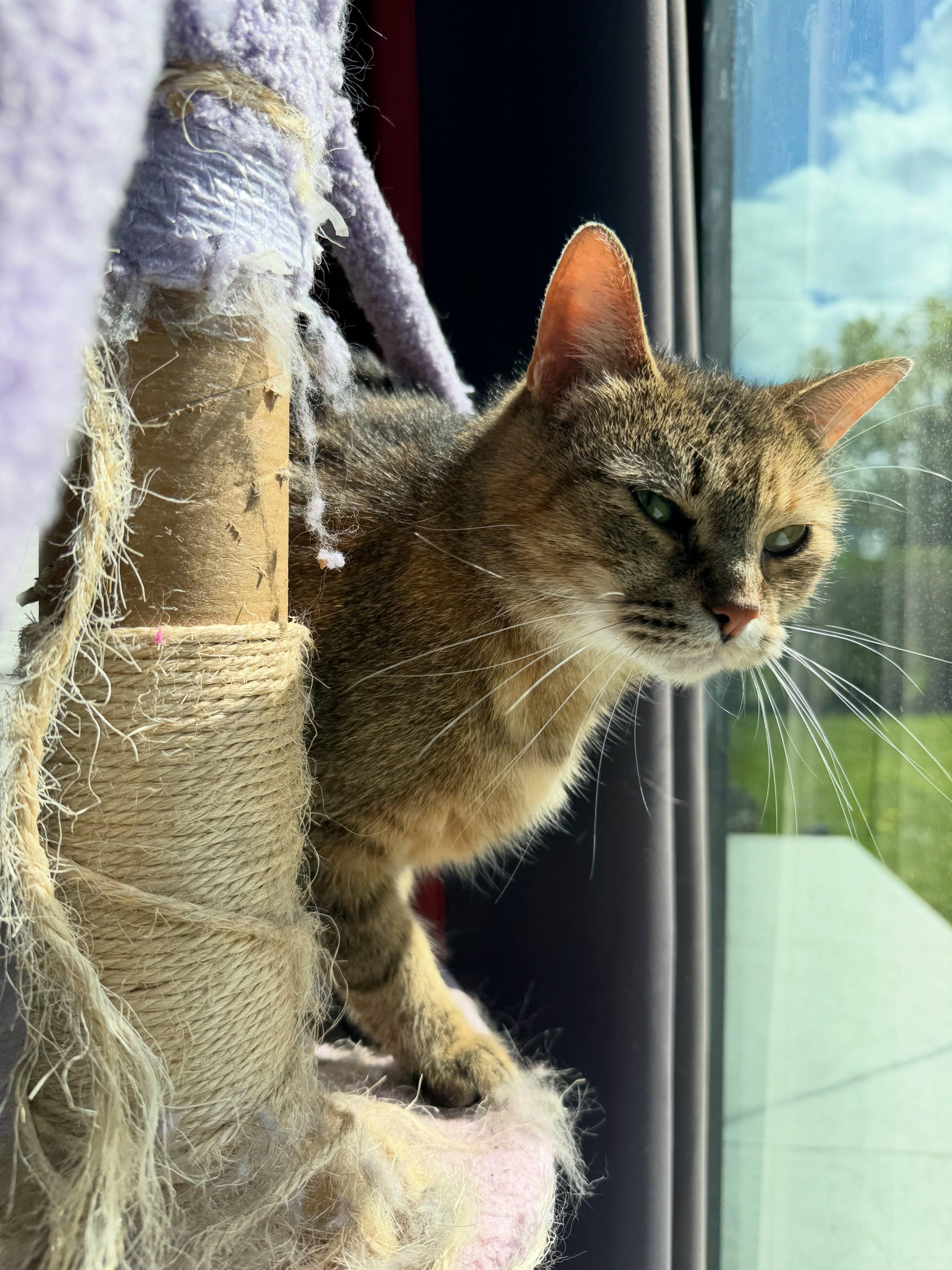 Lucy, a Adoptable Domestic Short Hair in Rochester, NY image 3/5
