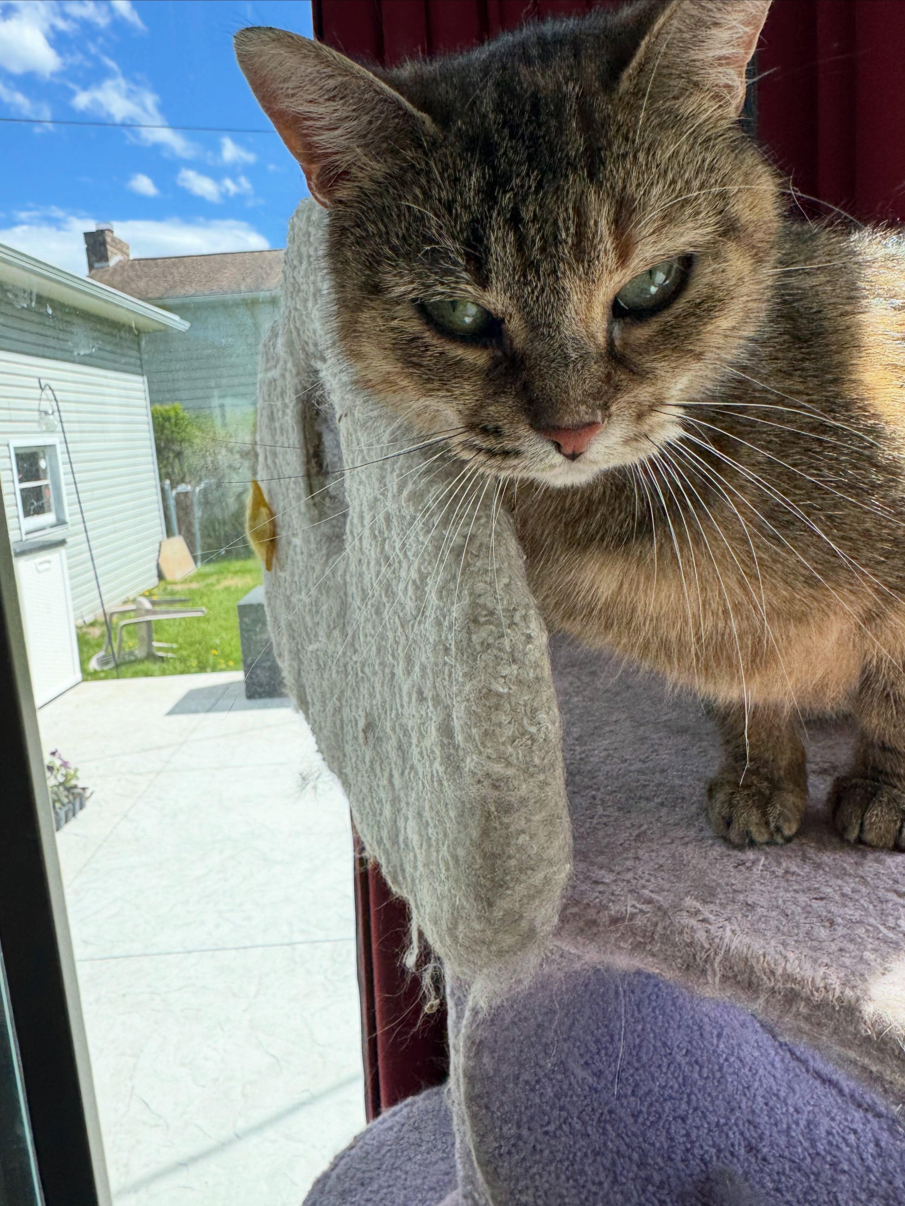 Lucy, a Adoptable Domestic Short Hair in Rochester, NY image 2/5