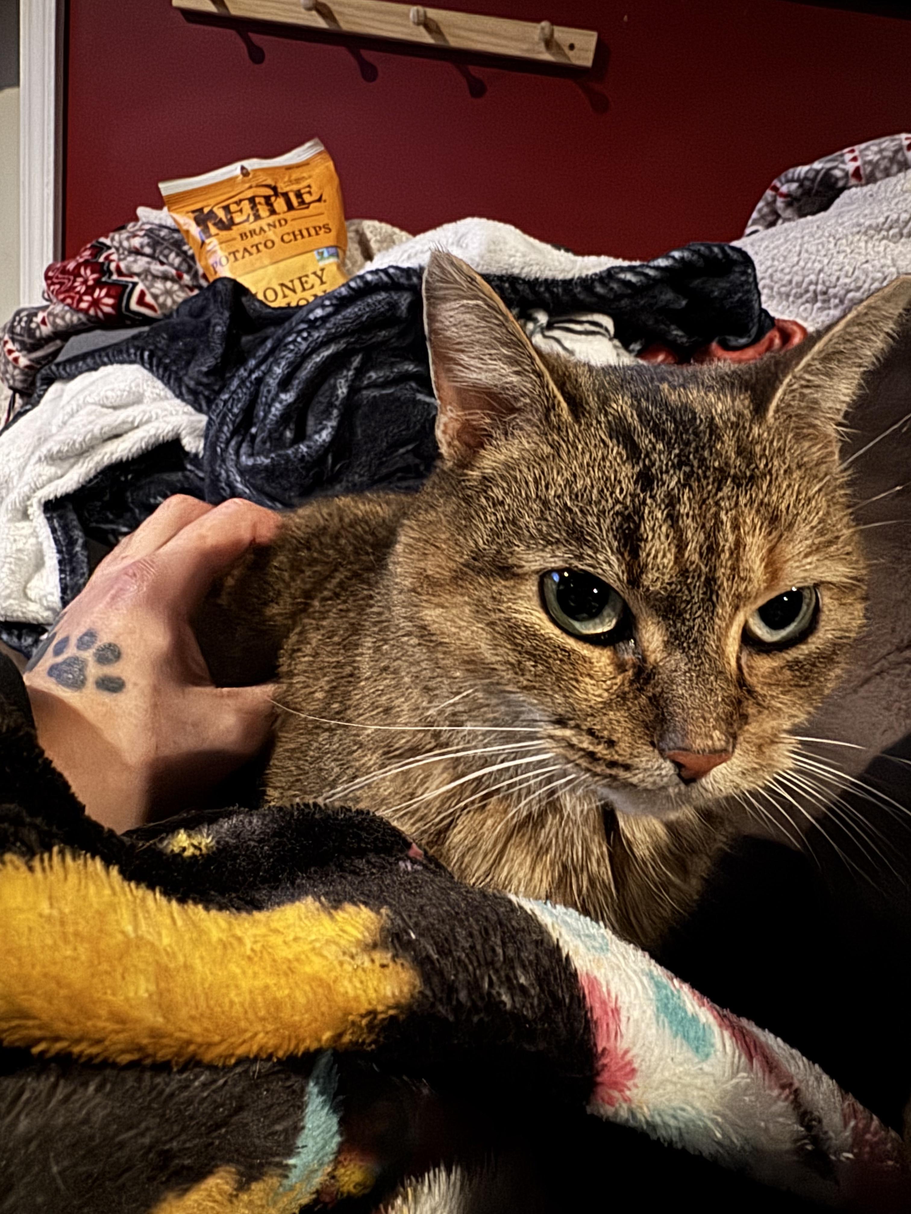 Lucy, a Adoptable Domestic Short Hair in Rochester, NY image 4/5