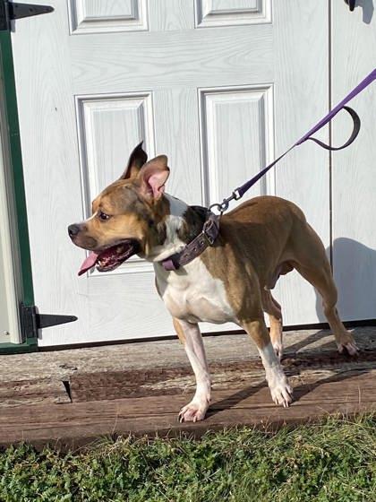 Enlarge Major, a Adoptable mixed breed in McCook, NE image 5/5