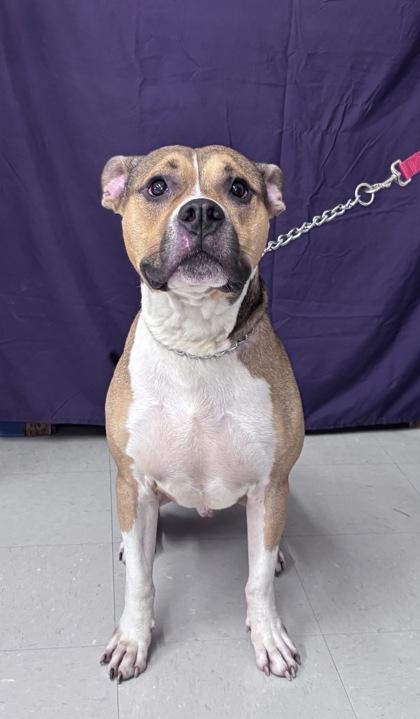 Enlarge Major, a Adoptable mixed breed in McCook, NE image 3/5