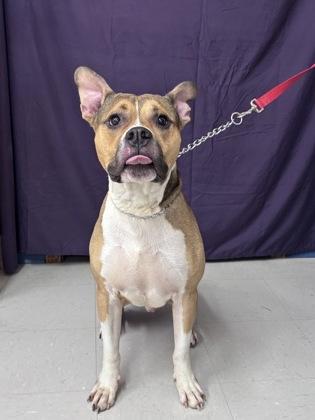 Enlarge Major, a Adoptable mixed breed in McCook, NE image 2/5