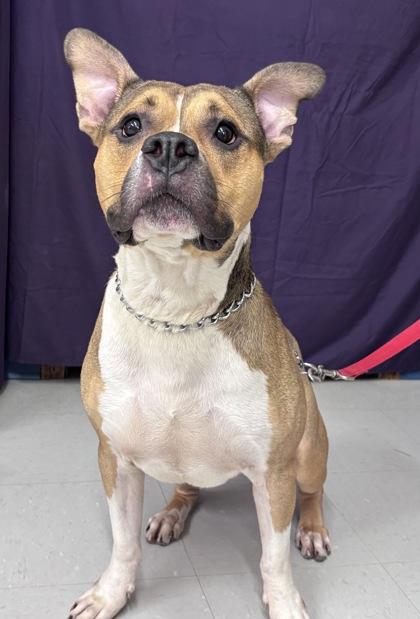 Major, Adoptable, Adult Male American Staffordshire Terrier.