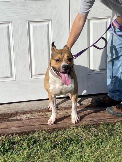Enlarge Major, a Adoptable mixed breed in McCook, NE image 4/5