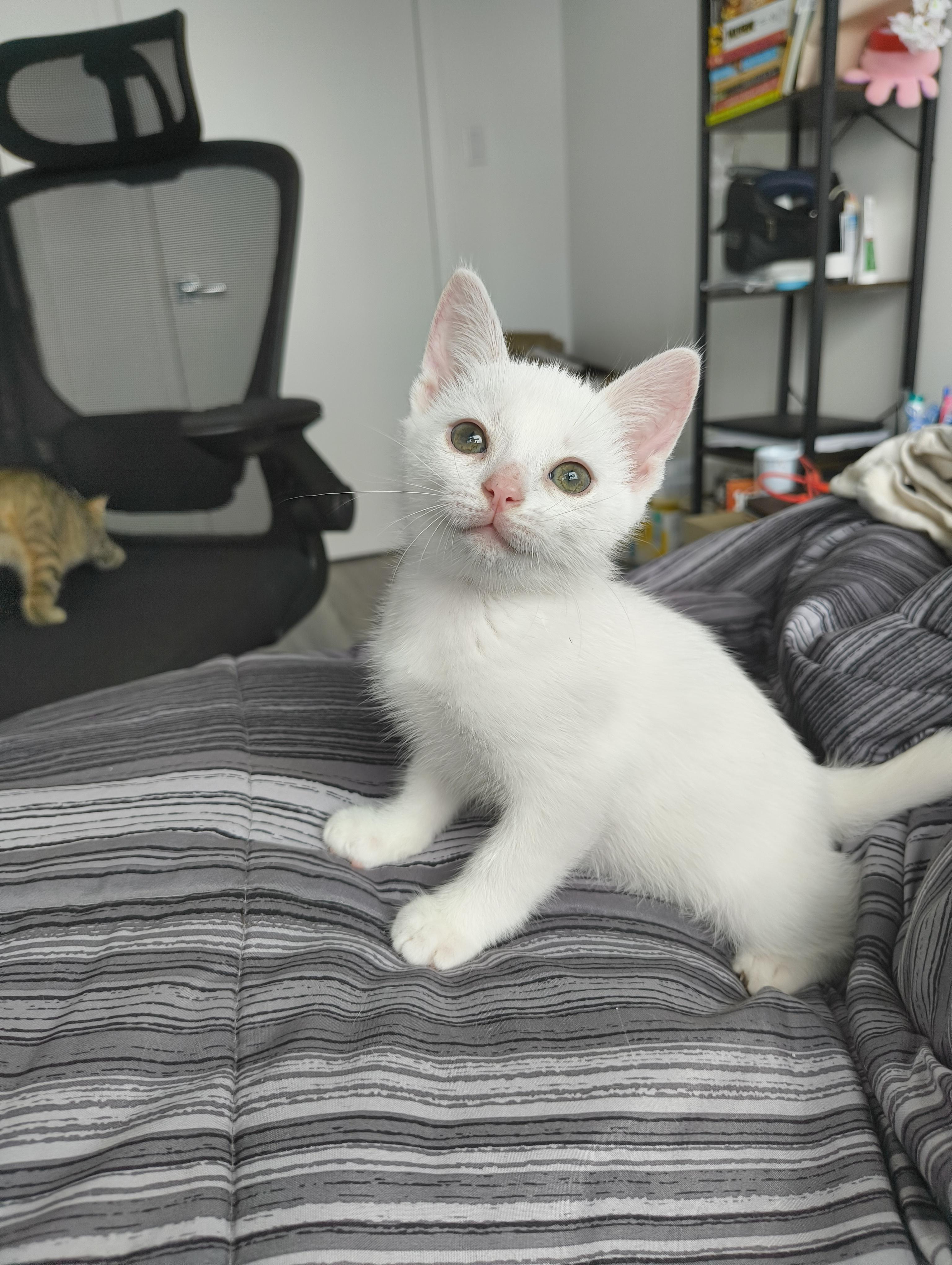 Enlarge Daisy, a Adopted Domestic Short Hair in Hamilton, ON image 2/3