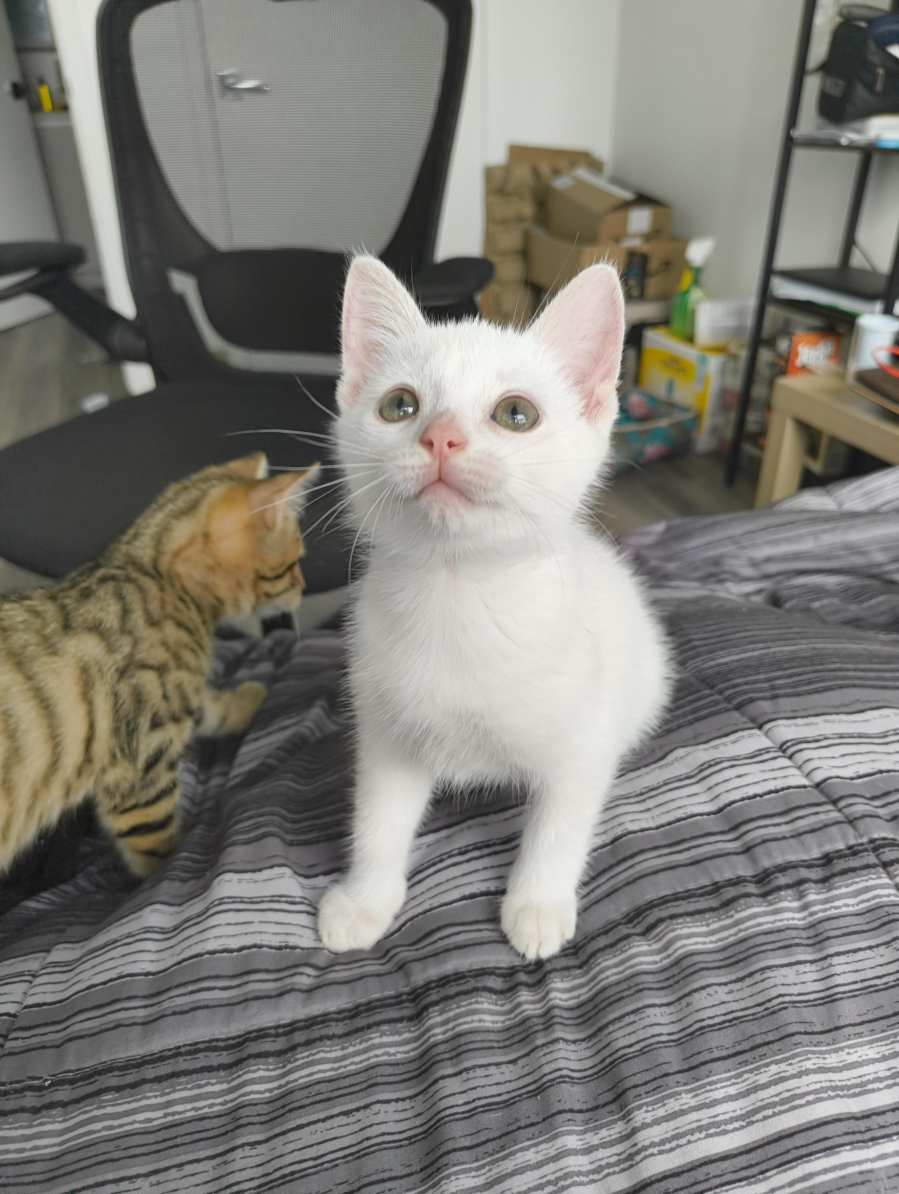 Daisy, Adopted, Kitten Female Domestic Short Hair.