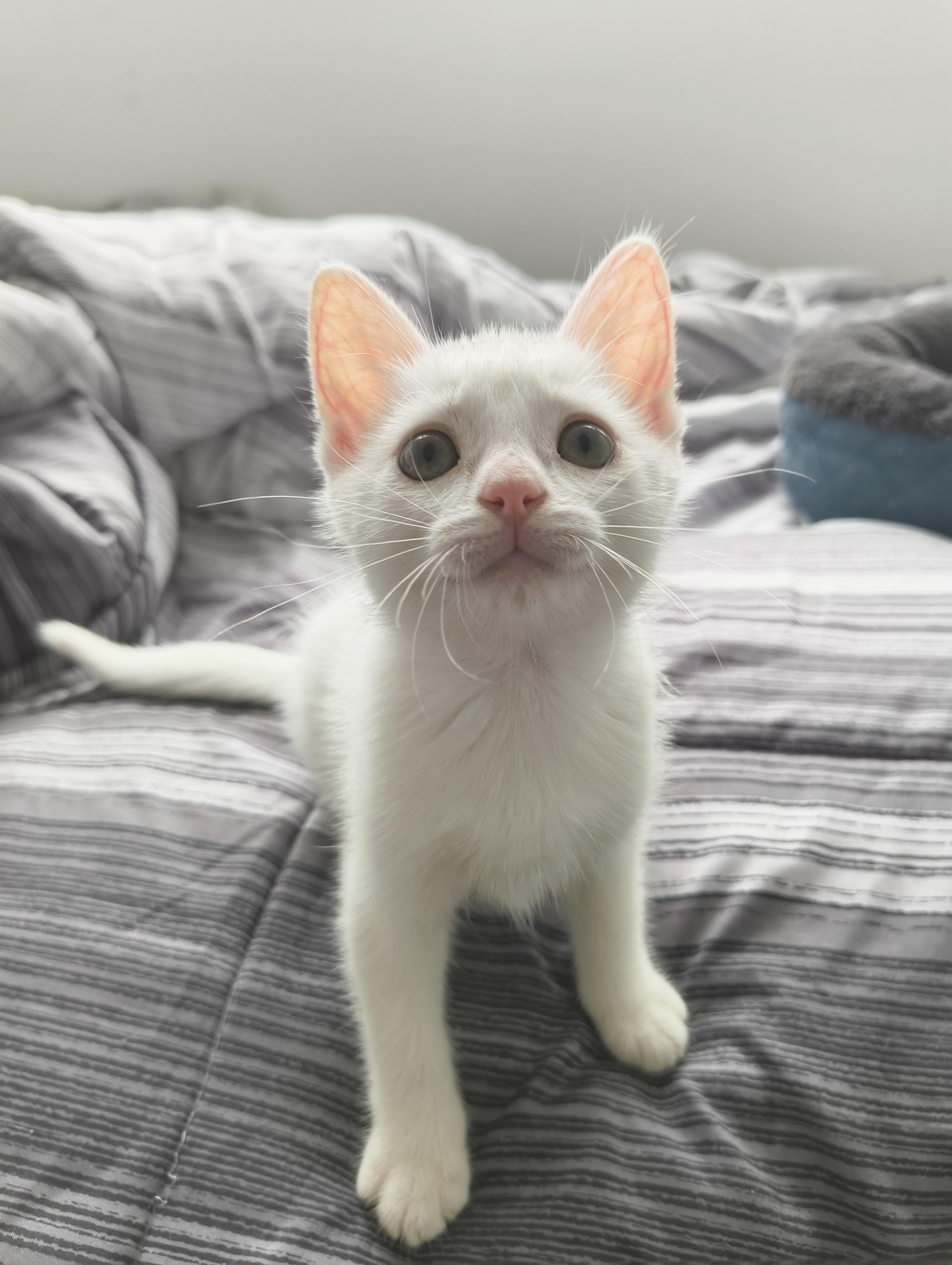 Enlarge Daisy, a Adopted Domestic Short Hair in Hamilton, ON image 3/3