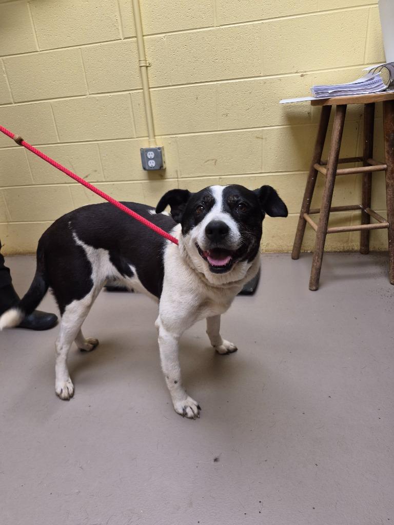 BAILEY BEAR, Adopted, Adult Female Cattle Dog & Mixed Breed.