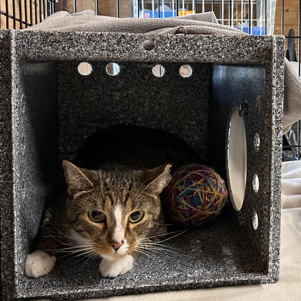 Mickey-working cat, Adoptable, Adult Male Domestic Short Hair.