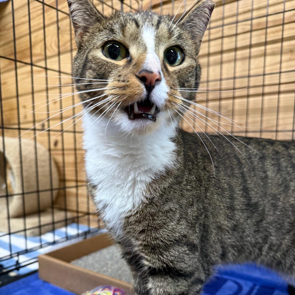 Enlarge Mickey-working cat, a Adoptable Domestic Short Hair in Birdsboro, PA image 2/2