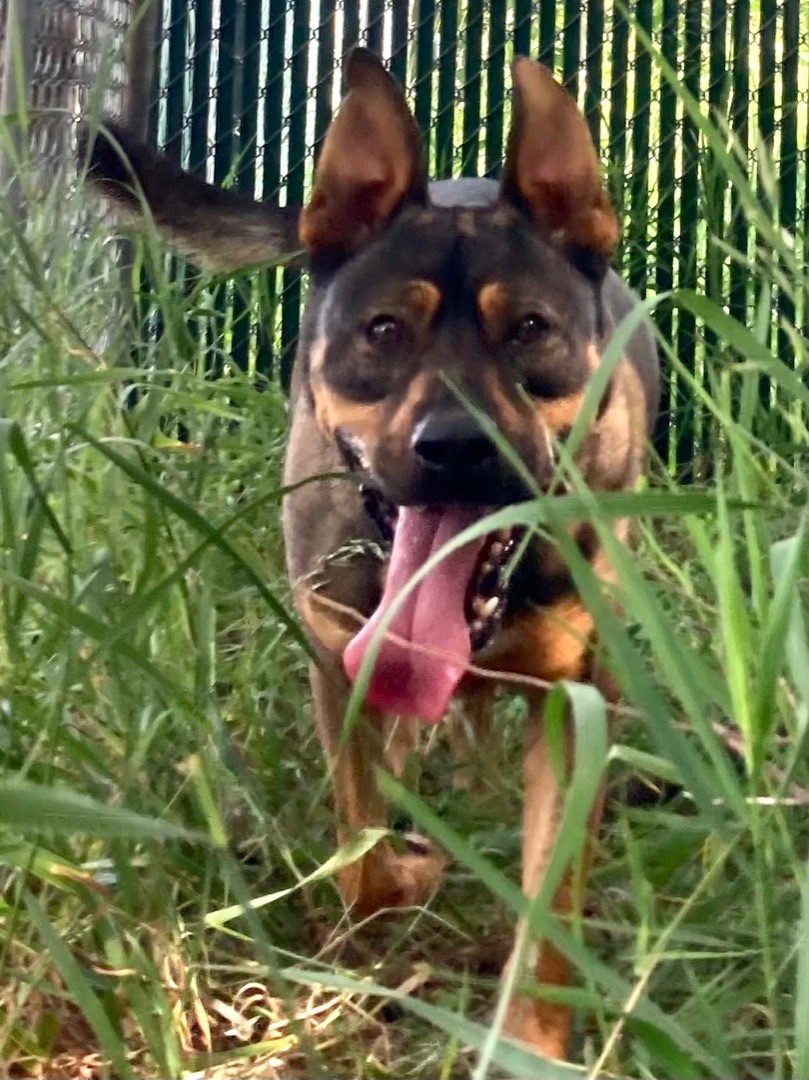 Simba, Adopted, Adult Male German Shepherd Dog.