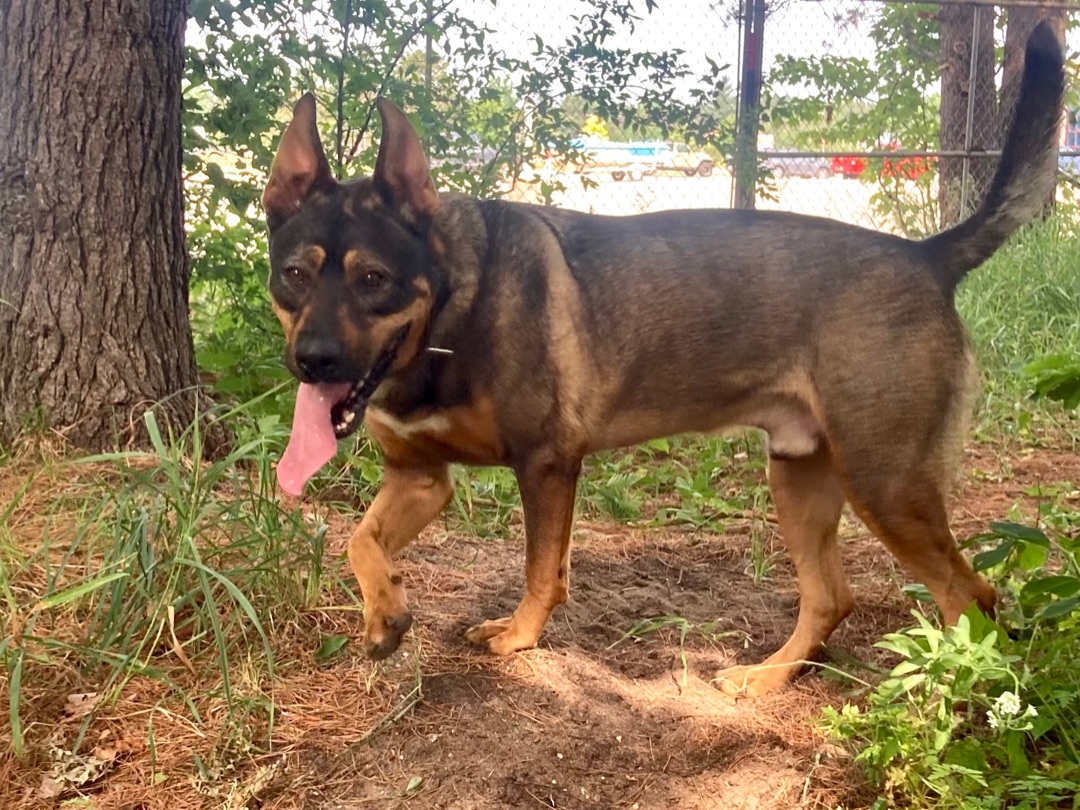 Enlarge Simba, a Adopted mixed breed in Kalkaska, MI image 2/6