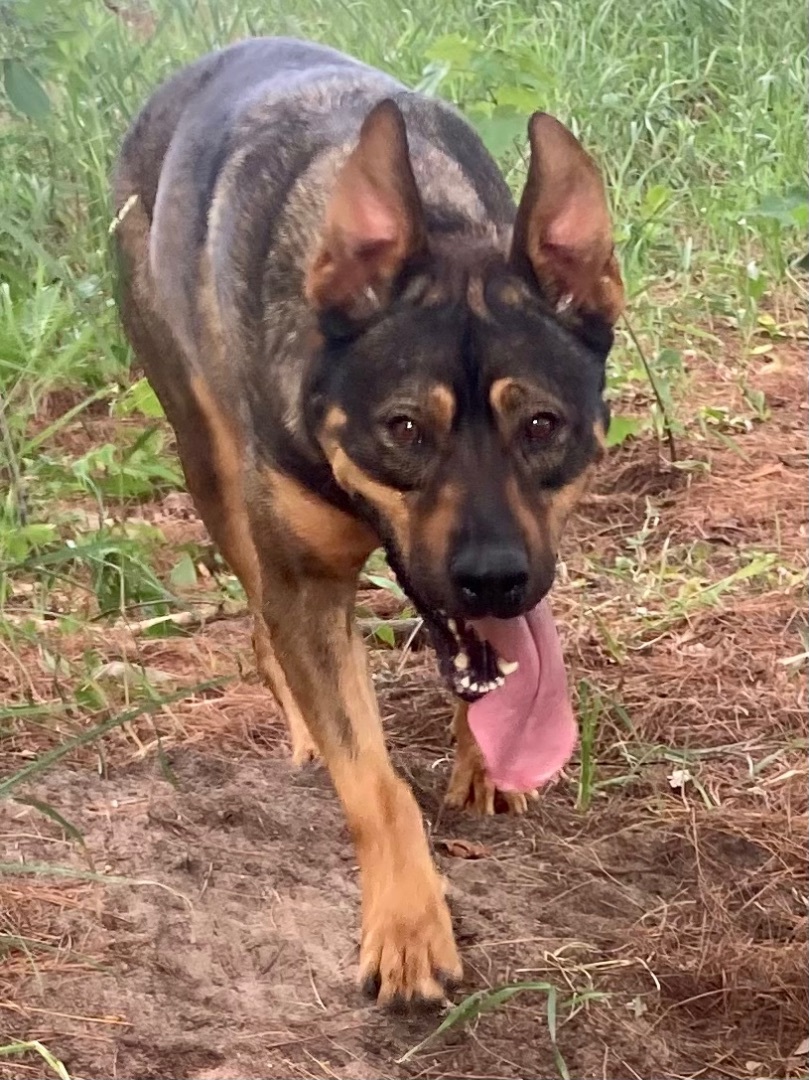 Enlarge Simba, a Adopted mixed breed in Kalkaska, MI image 3/6