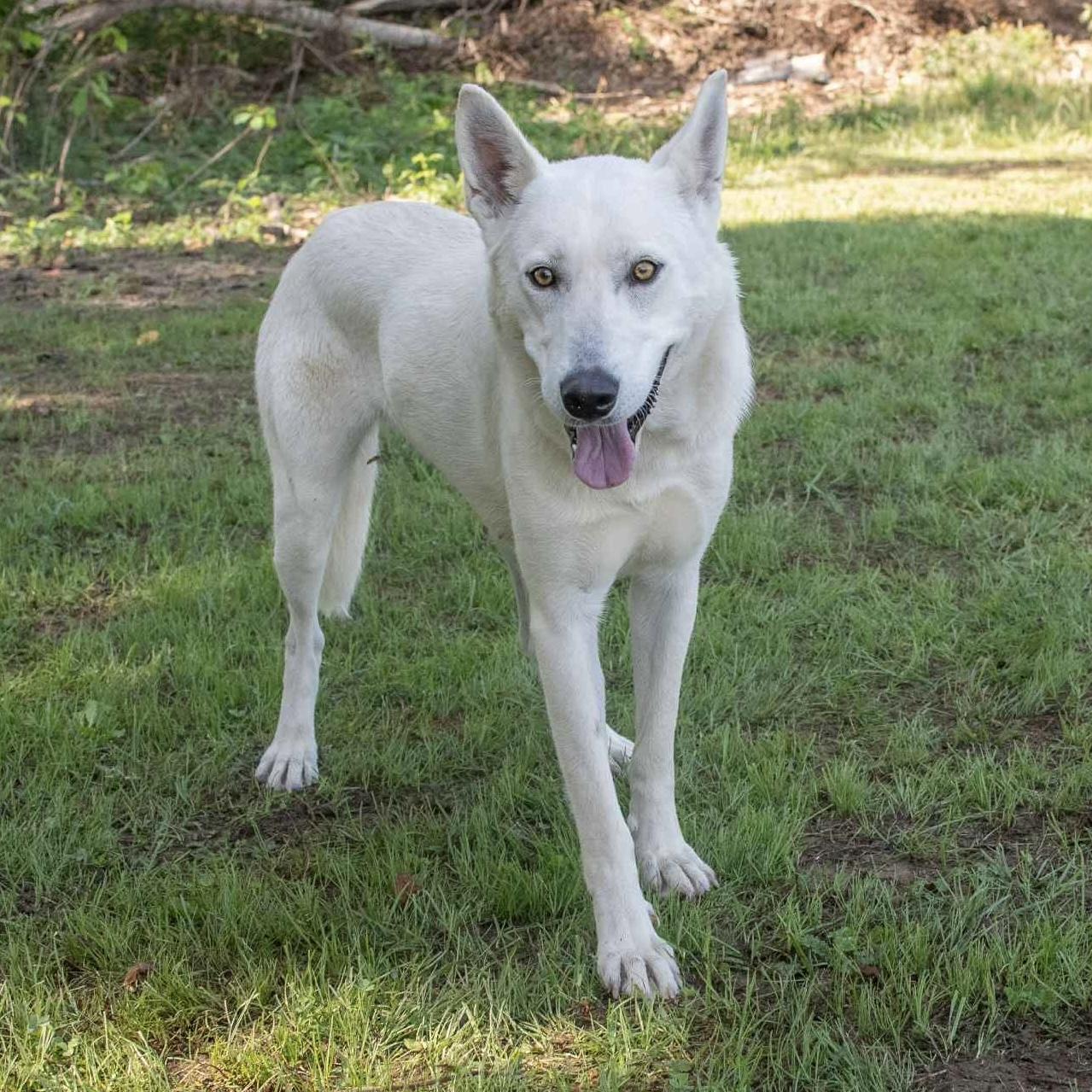 Ana, Adoptable, Adult Female White German Shepherd.