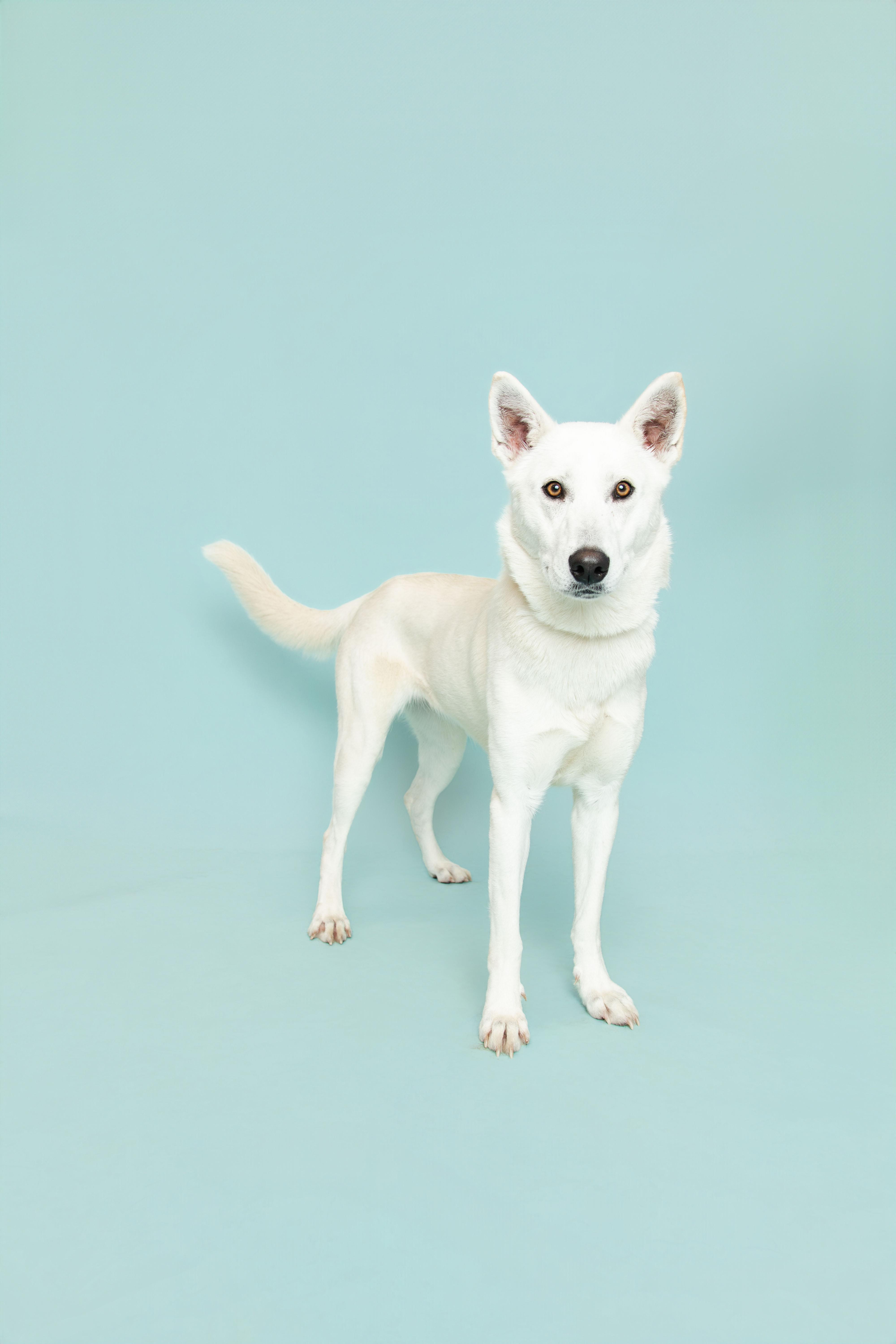 Enlarge Ana, a Adoptable mixed breed in Sevierville, TN image 2/2