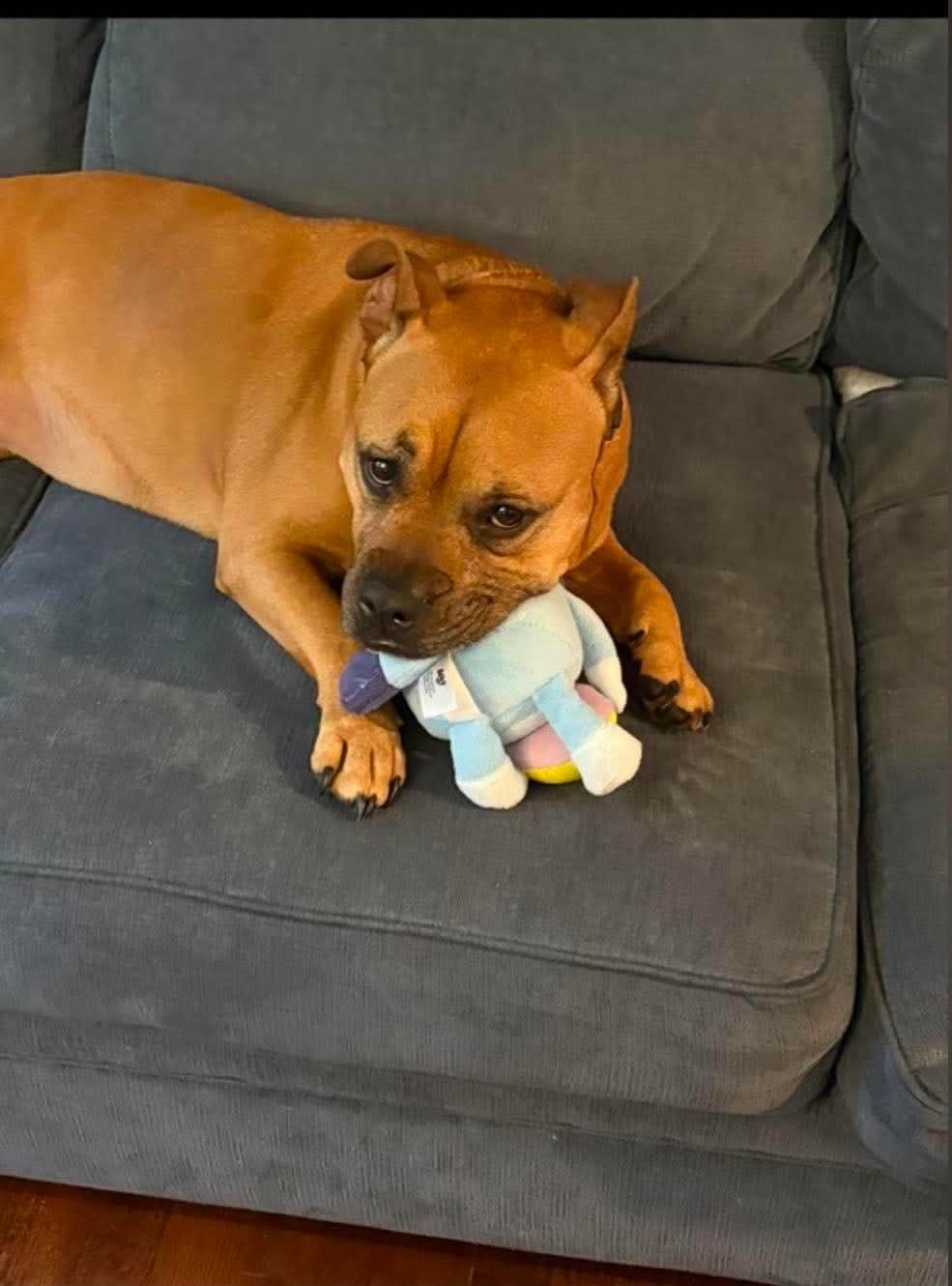 Sadie, a ADOPTABLE American Bully in Douglas, MA image 1/5