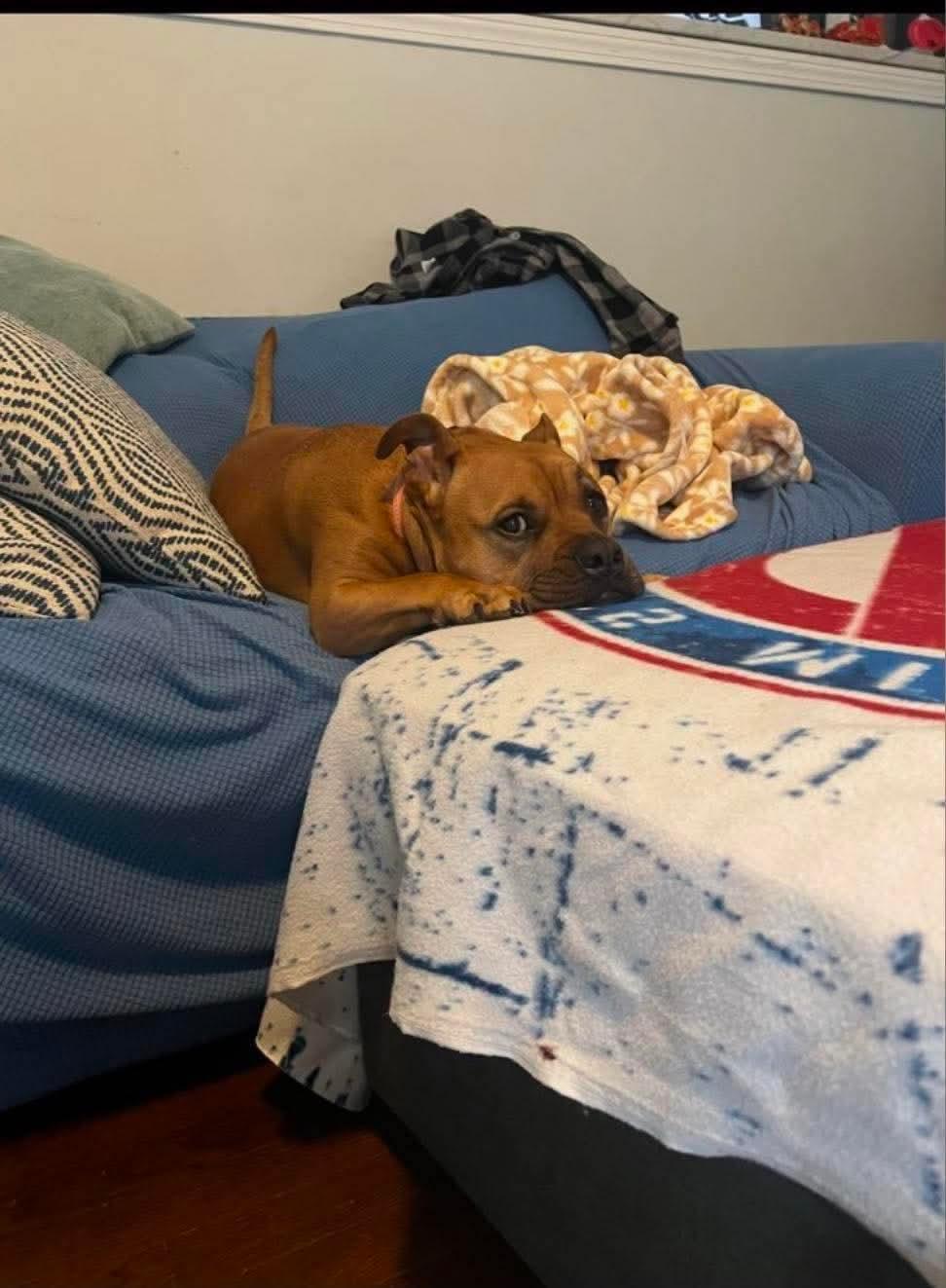Sadie, a ADOPTABLE American Bully in Douglas, MA image 5/5
