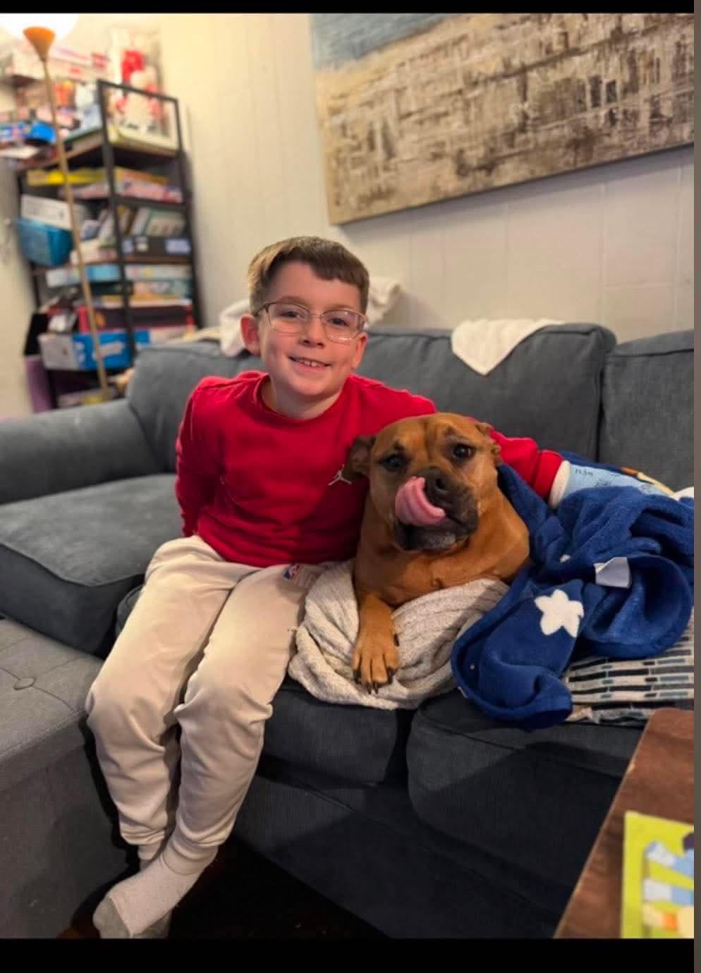 Sadie, a ADOPTABLE American Bully in Douglas, MA image 2/5