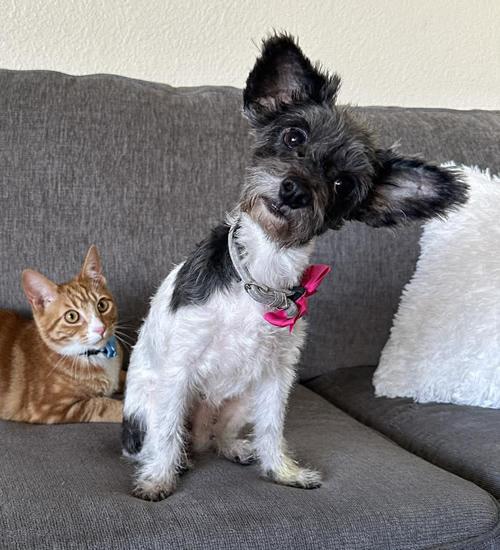 Enlarge Pearla, a ADOPTABLE Terrier in Pittsburg, CA image 3/3