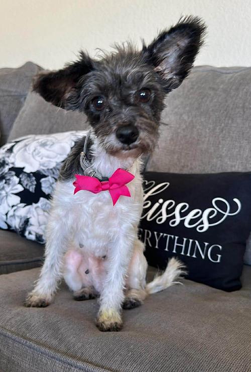 Pearla, ADOPTABLE, Adult Female Terrier.