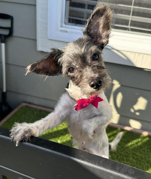 Enlarge Pearla, a ADOPTABLE Terrier in Pittsburg, CA image 2/3