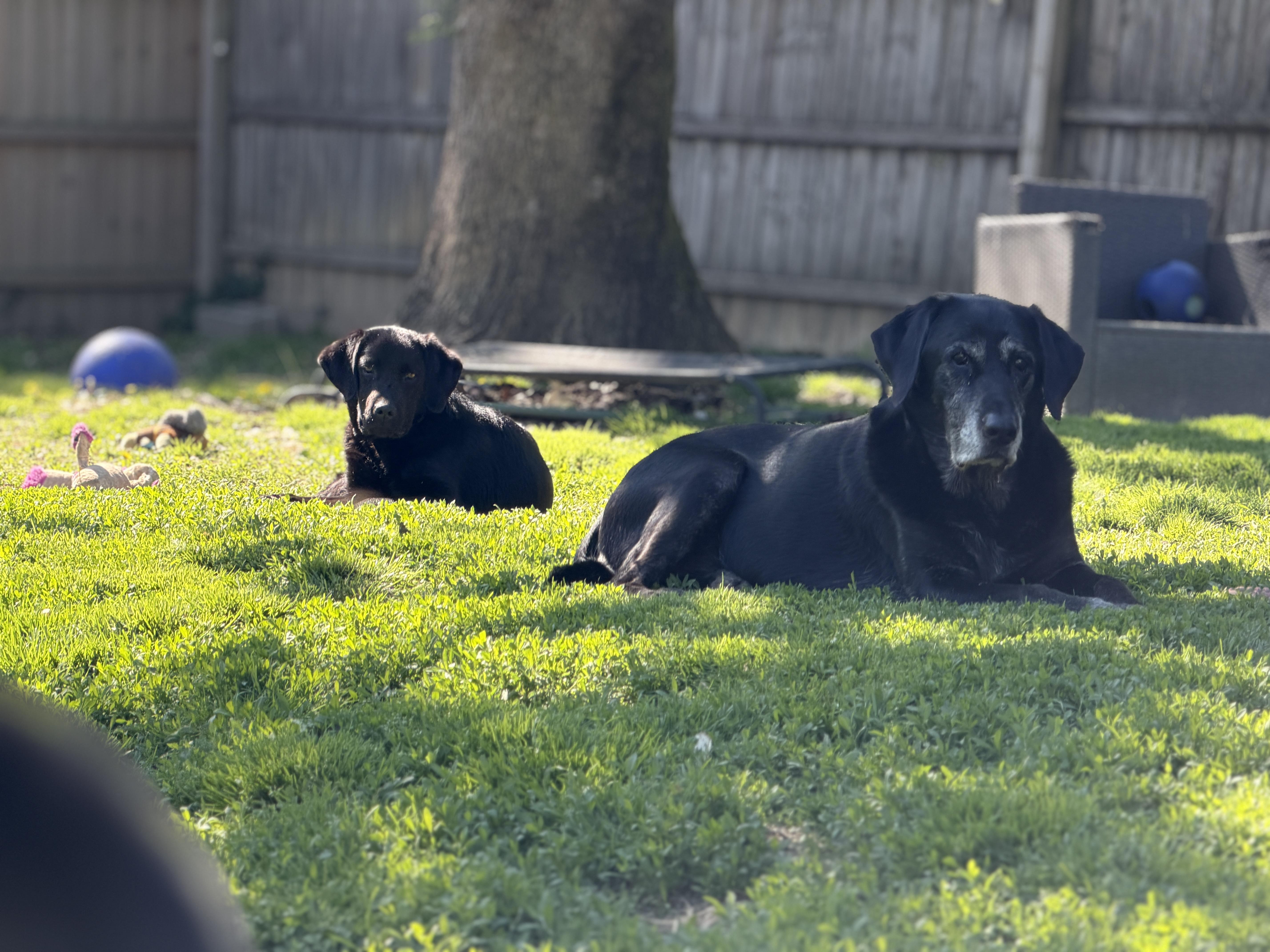 Enlarge Ben, an adopted mixed breed in Jeffersonville, IN image 6/6