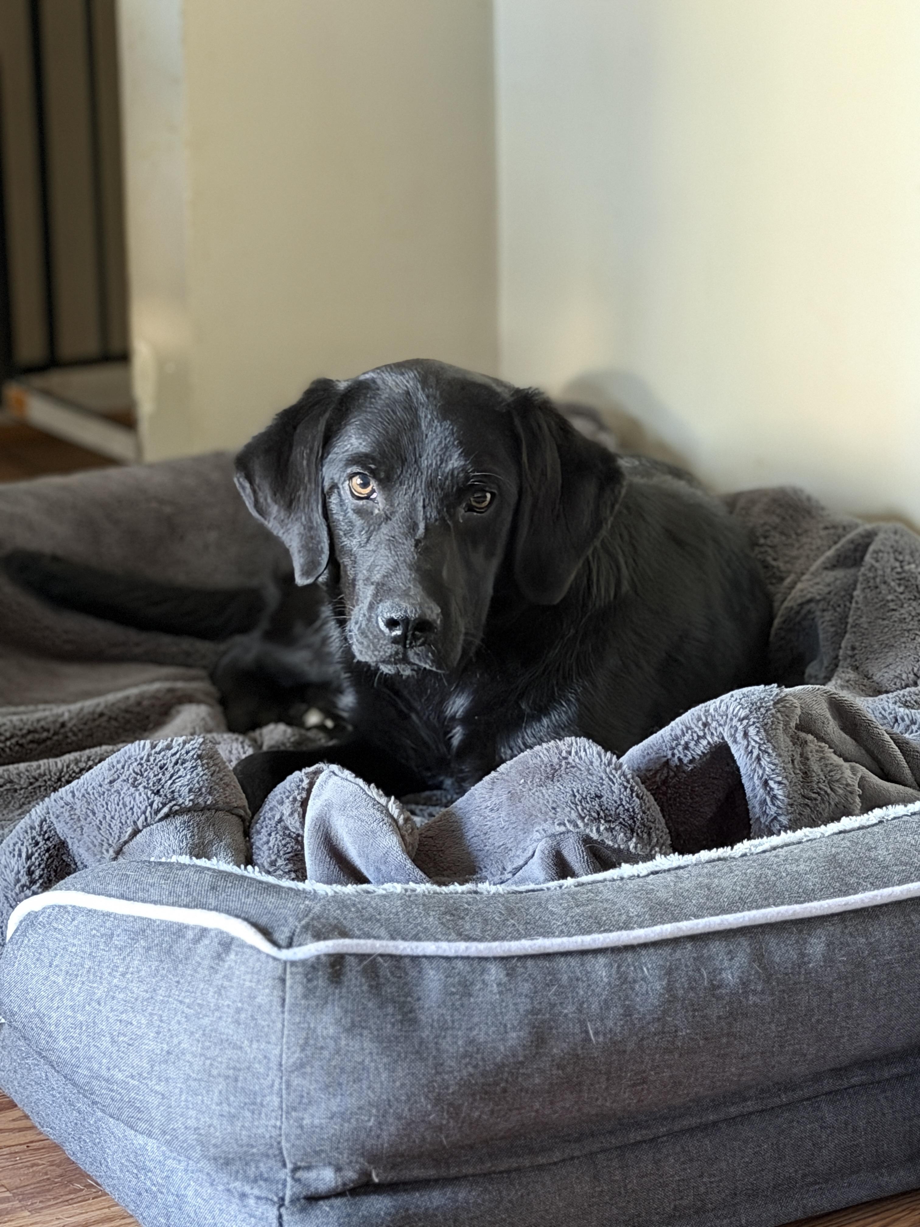 Enlarge Ben, an adopted mixed breed in Jeffersonville, IN image 5/6