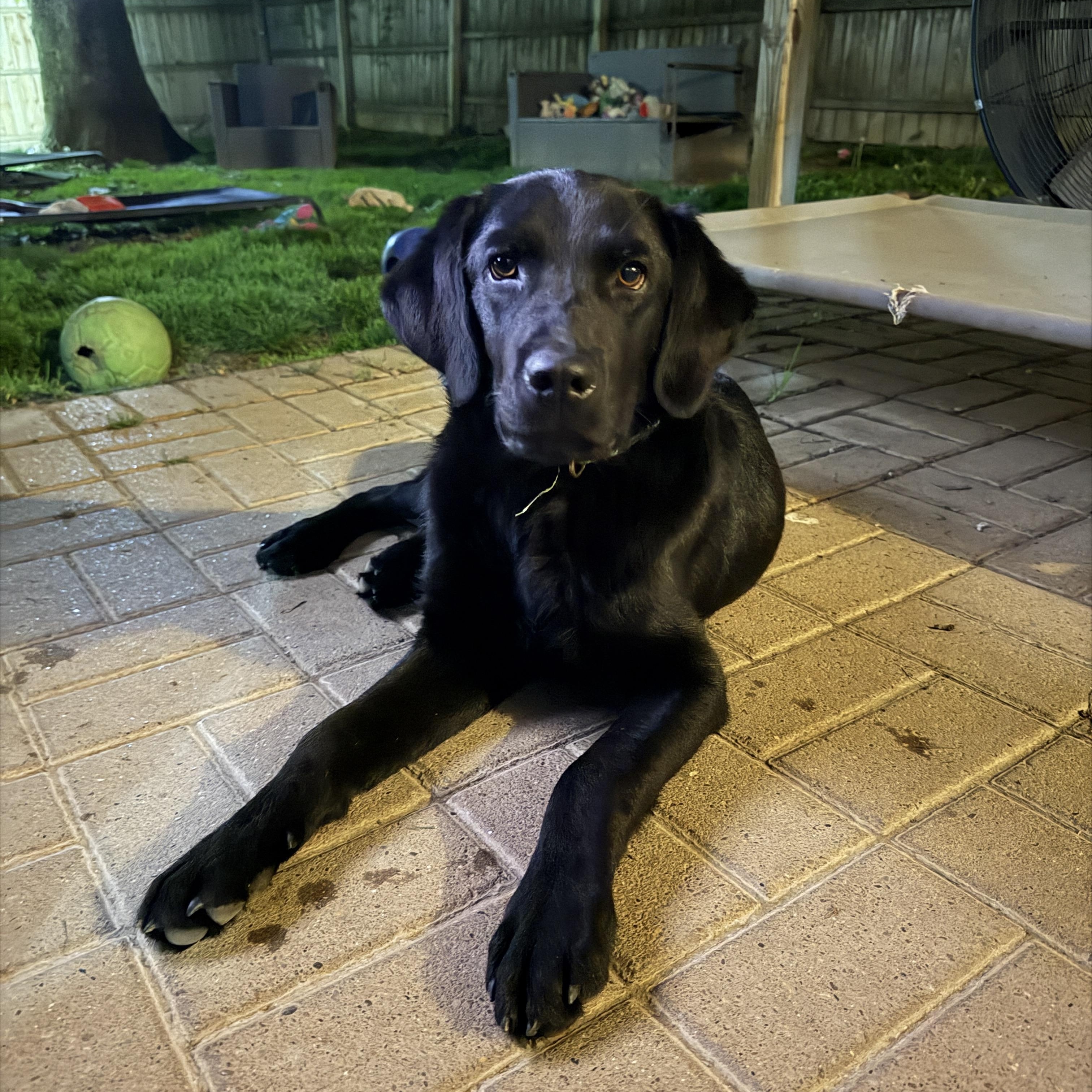 Enlarge Ben, an adopted mixed breed in Jeffersonville, IN image 1/6