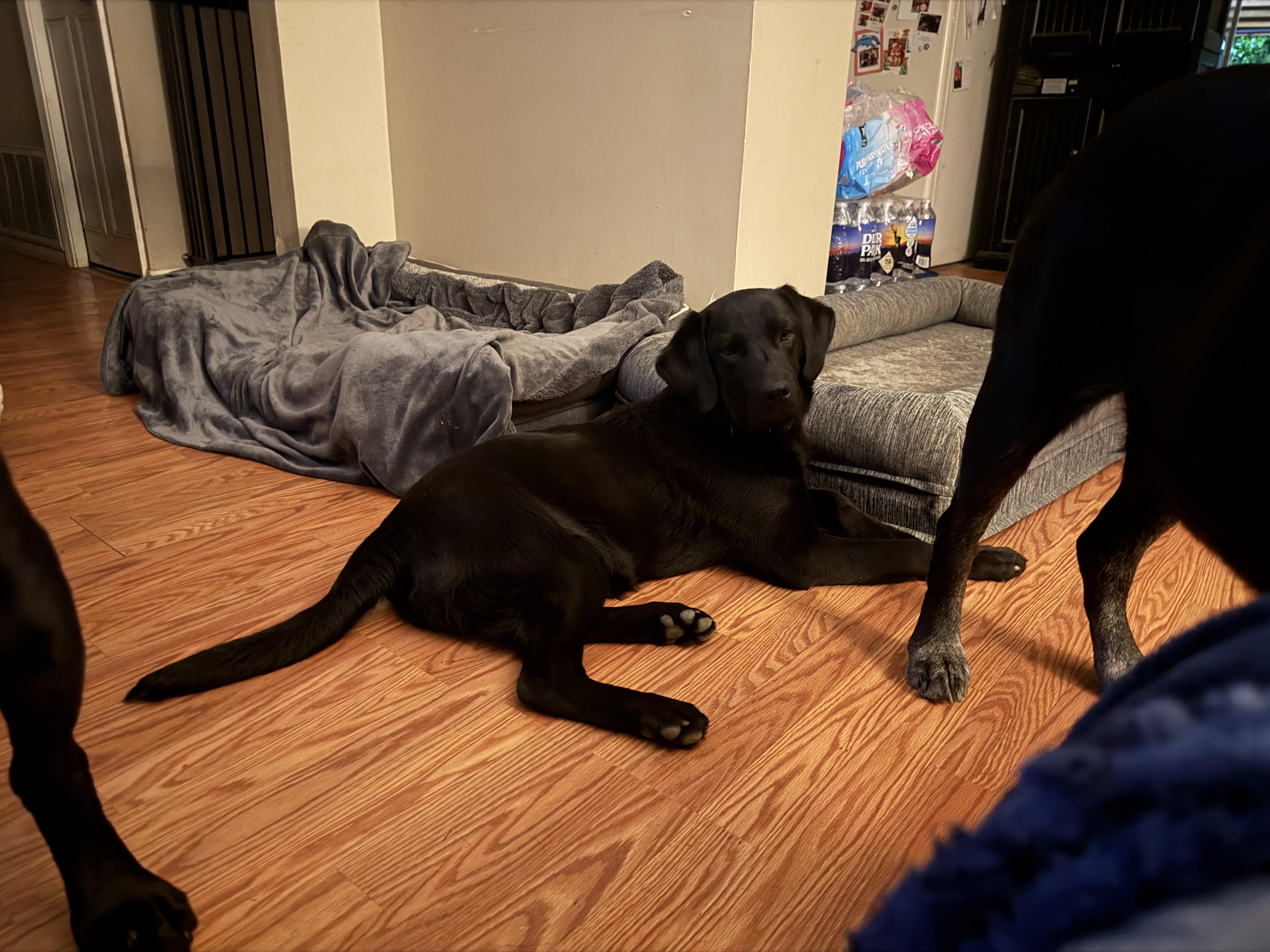 Enlarge Ben, an adopted mixed breed in Jeffersonville, IN image 3/6