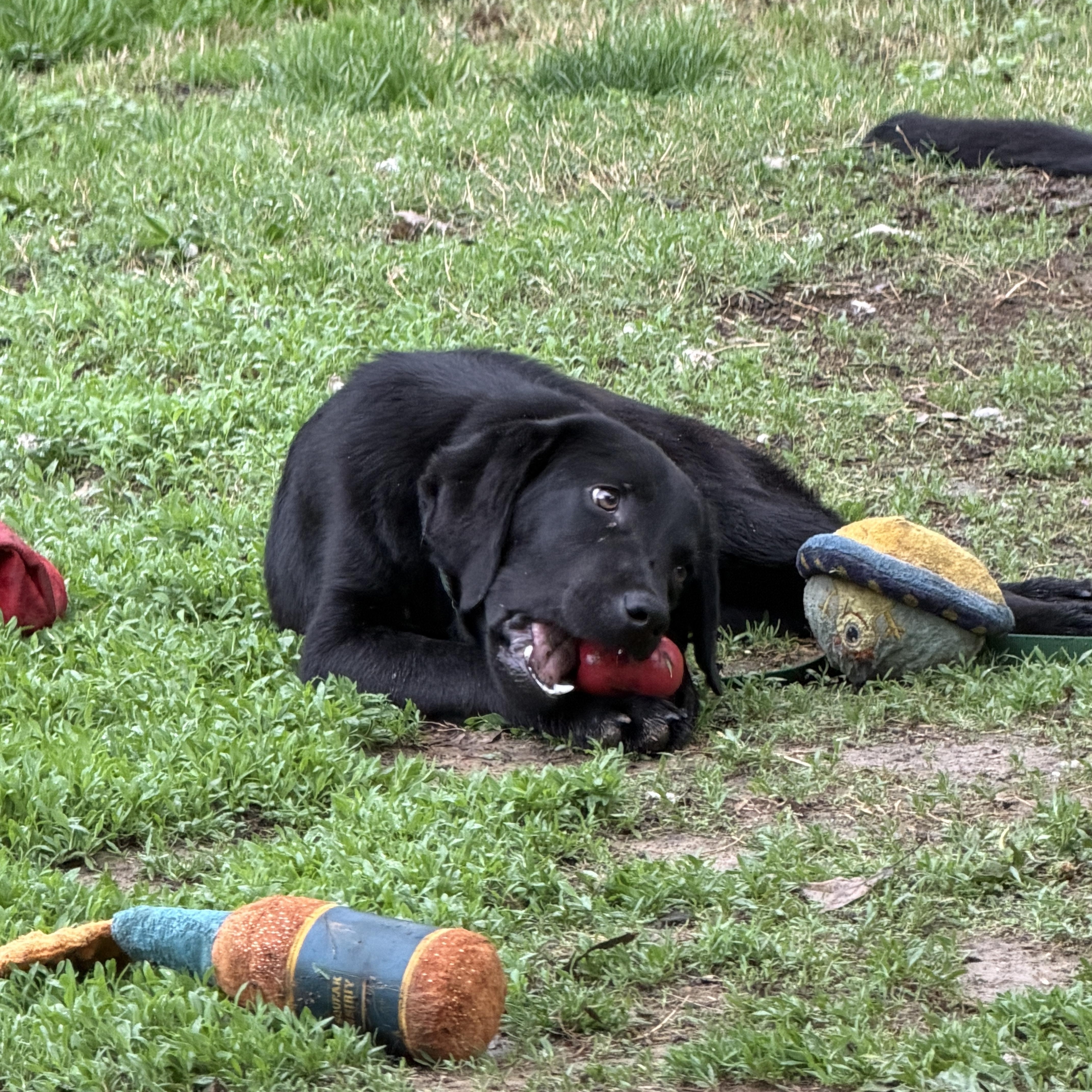 Enlarge Ben, an adopted mixed breed in Jeffersonville, IN image 4/6
