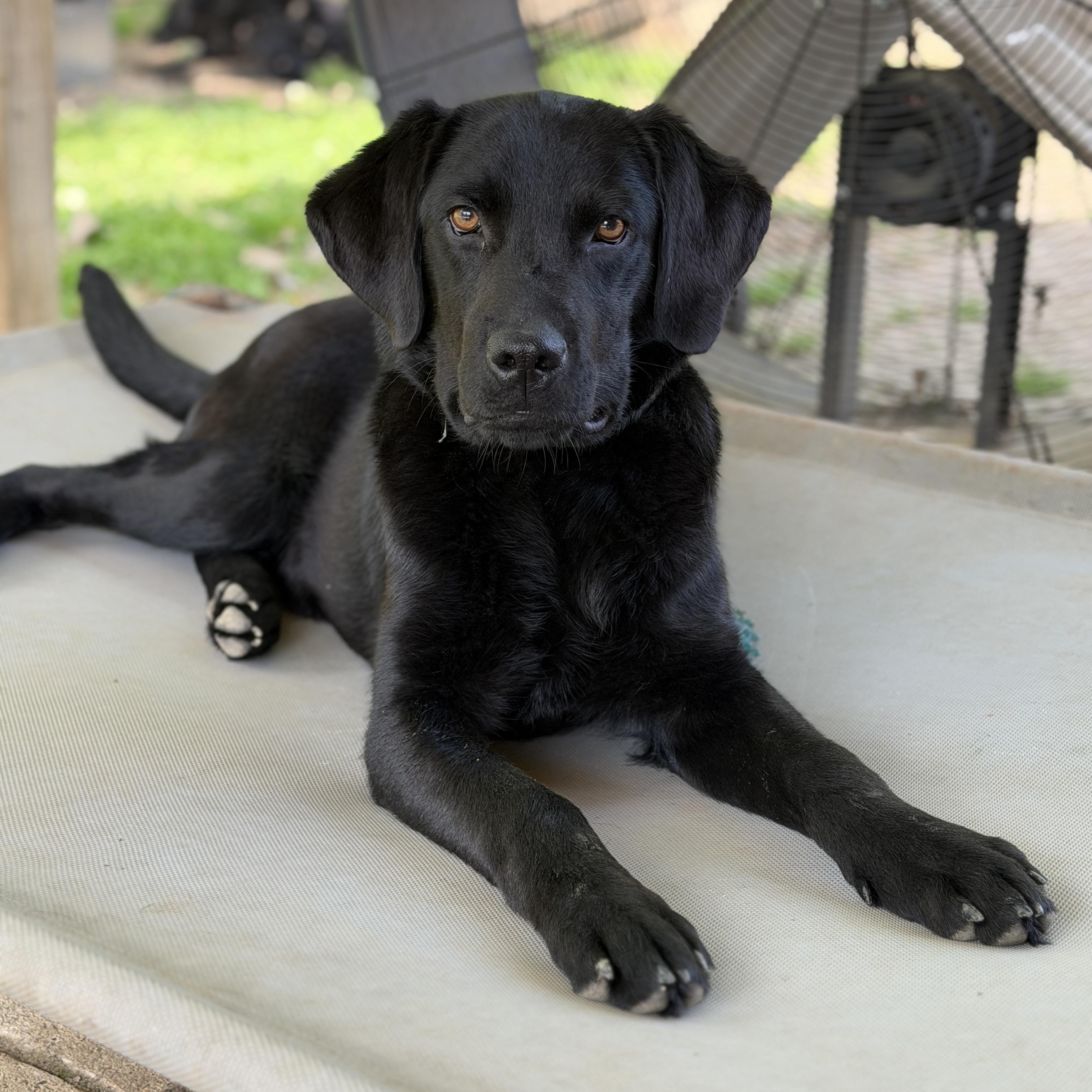 Enlarge Ben, an adopted mixed breed in Jeffersonville, IN image 2/6