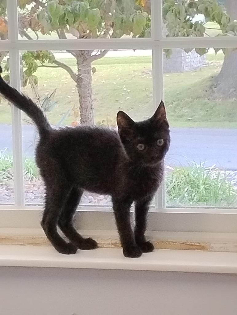 Enlarge Chip, a Adoptable mixed breed in Angola, IN image 1/1