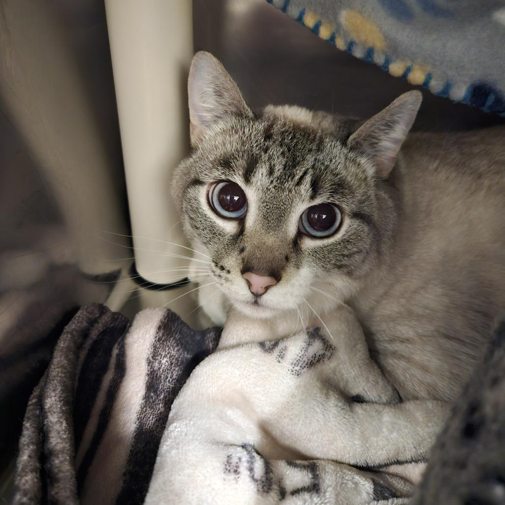 Enlarge Anna Maria, a Adoptable mixed breed in Saint Cloud, MN image 1/4
