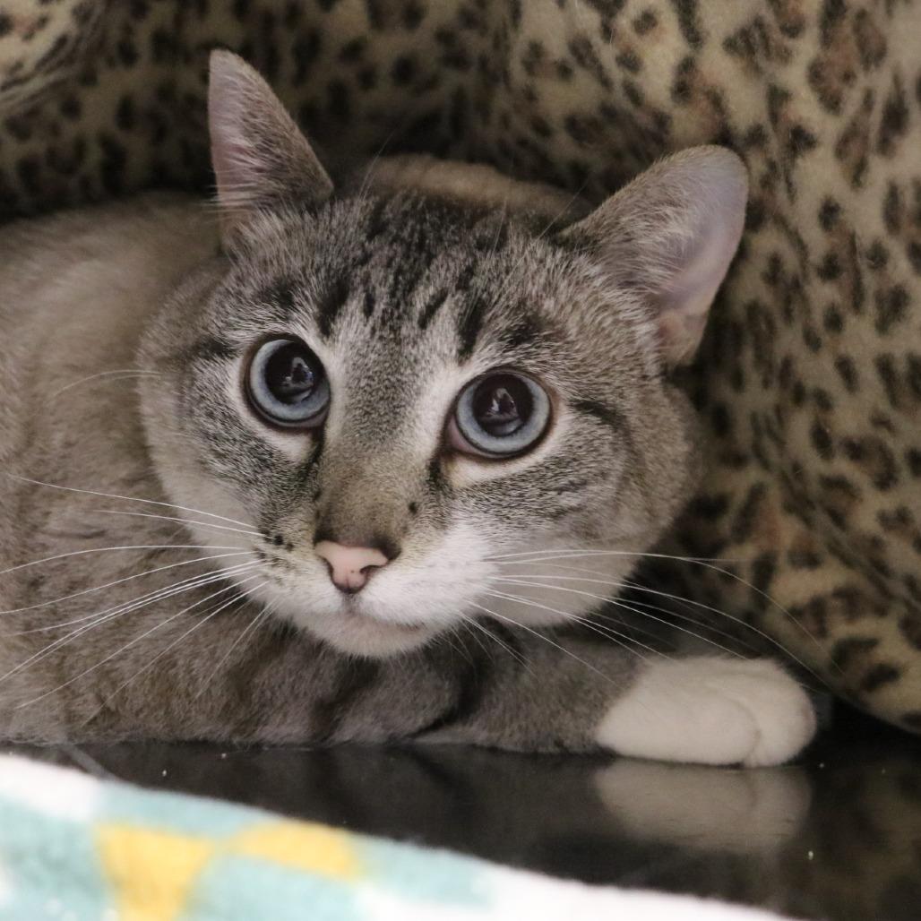 Enlarge Anna Maria, a Adoptable mixed breed in Saint Cloud, MN image 2/4