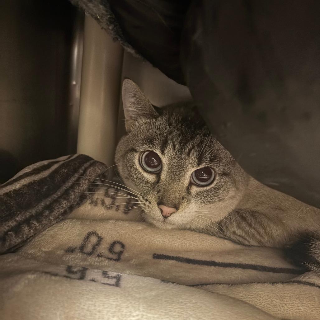 Enlarge Anna Maria, a Adoptable mixed breed in Saint Cloud, MN image 3/4