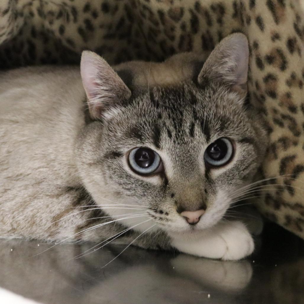 Enlarge Anna Maria, a Adoptable mixed breed in Saint Cloud, MN image 4/4