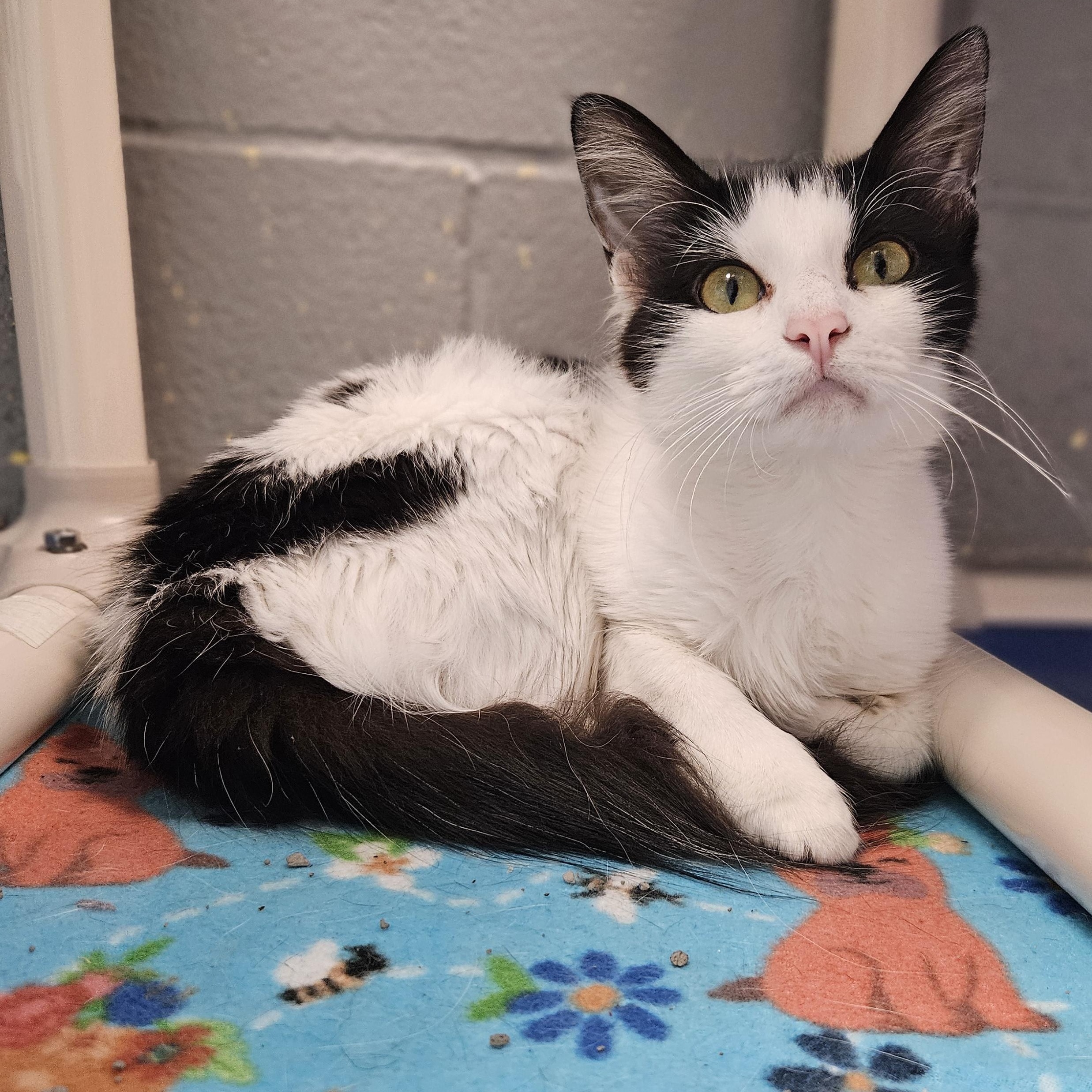 Enlarge Sauna, a Adoptable Domestic Medium Hair in Gainesville, TX image 1/1