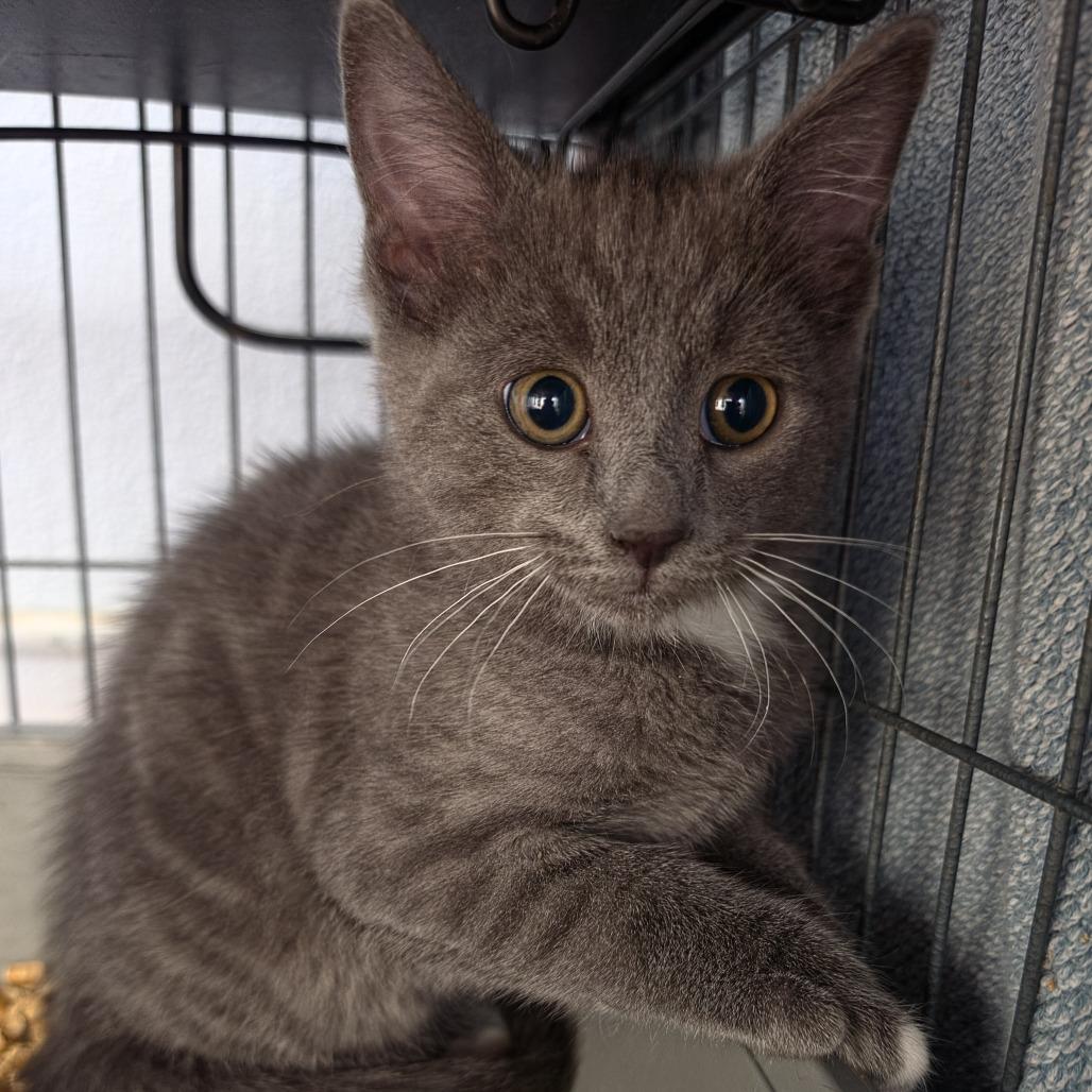 Rafael, Adoptable, Kitten Male Domestic Short Hair.