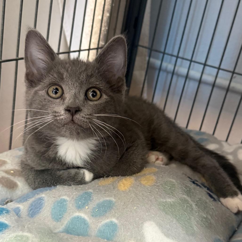 Enlarge Rafael, a Adoptable Domestic Short Hair in Desert Hot Springs, CA image 2/2