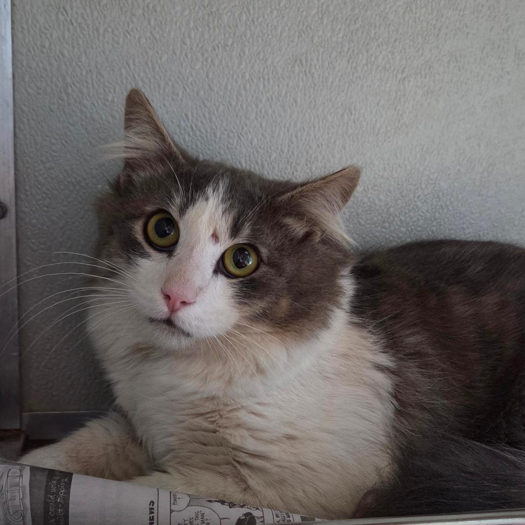 Enlarge Fluff, a Adoptable Domestic Medium Hair in Chattanooga, TN image 1/5