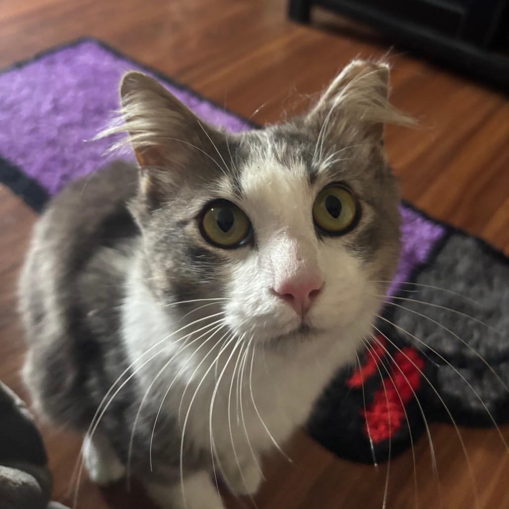 Enlarge Fluff, a Adoptable Domestic Medium Hair in Chattanooga, TN image 2/5